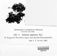 Cetraria nigricans image
